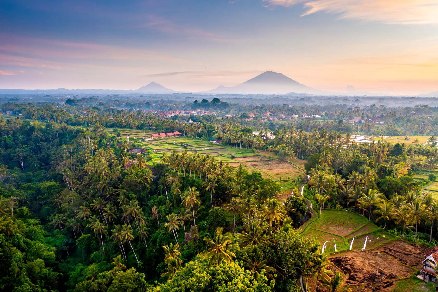 Ubud's rice fields and palm canopy at sunrise with the volcanoes beyond
